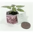 Five Spot Houseplant -